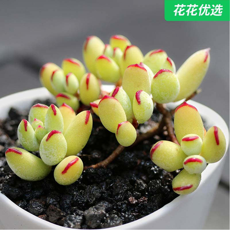 精灵豆多头多肉植物办公室新手肉肉