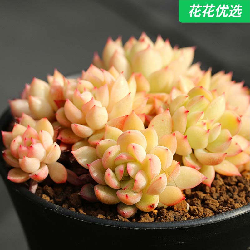 果冻色雨和张多肉植物办公室内绿植盆栽高档贵货
