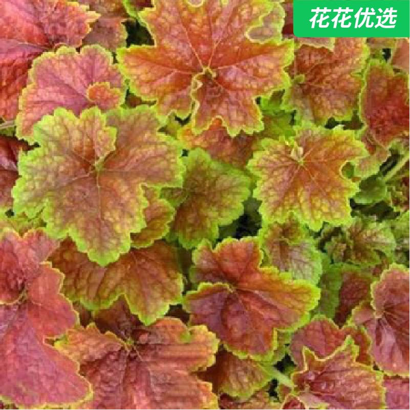 大颗矾根 观叶植物 庭院阳台必备