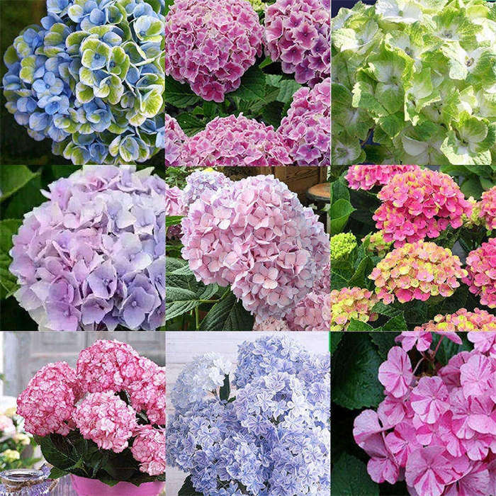 【包邮】精选绣球花小苗合集  耐阴也开花 易爆盆