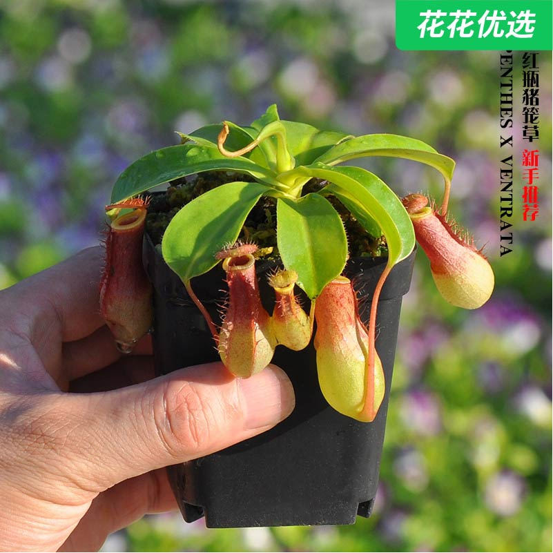 红瓶猪笼草 小虫子杀手