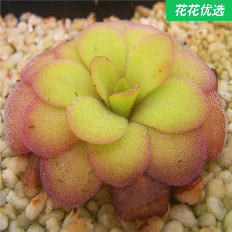苹果捕虫堇 直径4-6cm 捕虫小能手