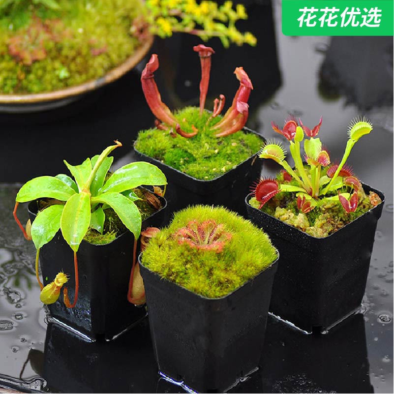 食虫植物套装组合 虫子杀手大集结