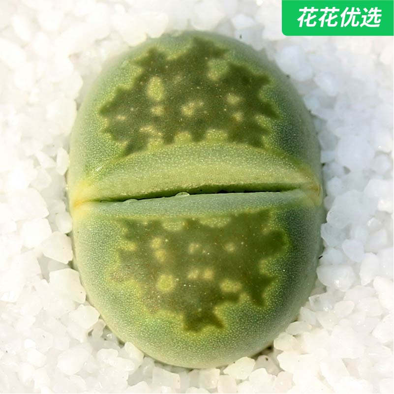 绿福来(5年开花株母本)生石花多肉植物萌肉肉屁股花pp室内