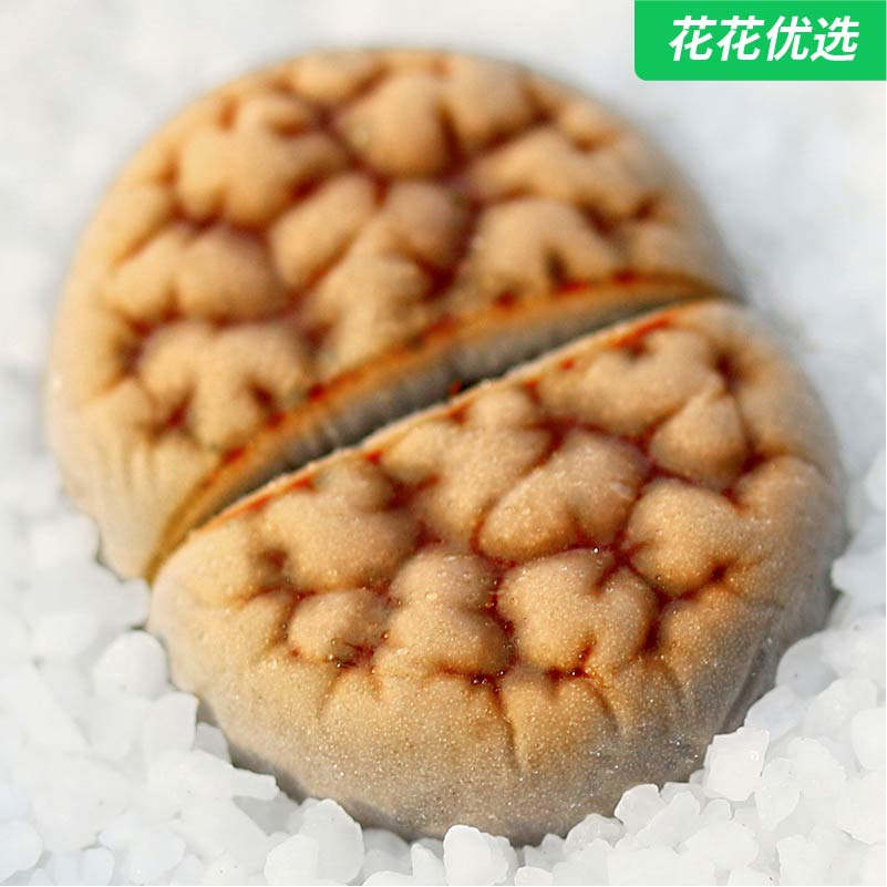 脑纹花纹玉(5年开花株母本)生石花多肉植物盆栽绿植番杏PP