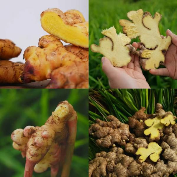 罗平有机小黄姜｜药食同源｜国家地理标志产品​，正宗黄金原产地，生长周期更长