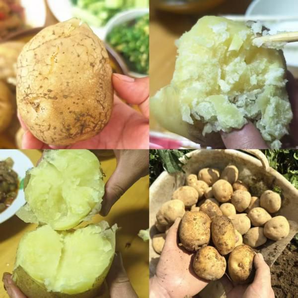 昭通百年老品种米拉洋芋 | 黄皮黄心，粉糯起沙，自然回甘​ | 一年只种一季 | 烤洋芋干沙甜润，炒丝爽脆，炖煮绵而不烂