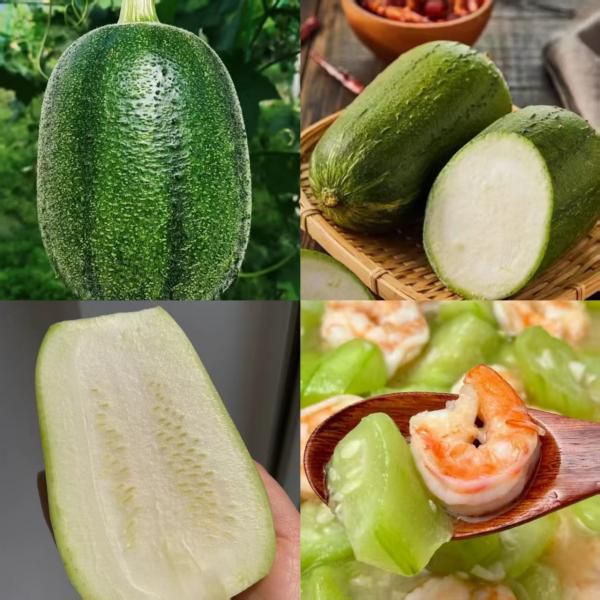 2026年头茬苹果丝瓜 | 肉厚嫩滑，自带淡淡苹果香，可以直接生吃！独家生态种植，不喷农药不催熟​ ​ 生吃、凉拌、炒、炖都可以​ ​ 自有基地直供，现摘现发