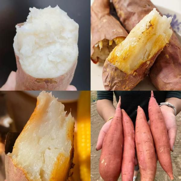 牛奶冰糖白蜜薯 | ​头茬2026采挖首发，独家高端品种 | 山东商河沙地土壤种植 | 牛奶+芋头的口感，香甜粉糯​ | 基地现挖现发，正当季