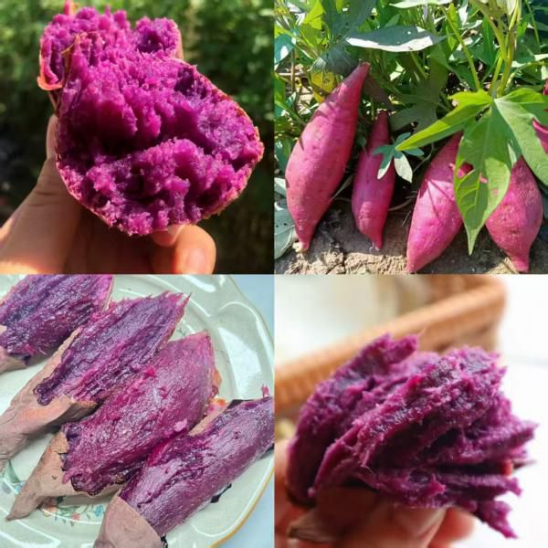 高端糖心紫薯 | 20.9元限时抢3斤小果 | 为烤而生的紫薯，沙地种植，细腻无筋，香甜可口，烤后稀软流油还溏心