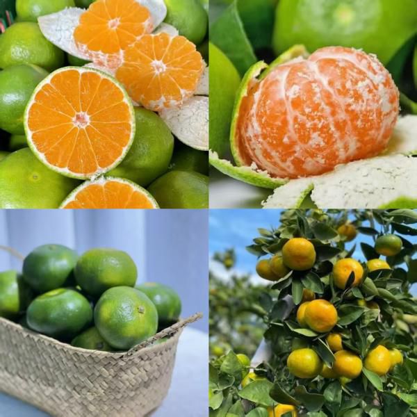 寻乌蜜桔｜ 肉质细嫩、果粒饱满、唇齿留香！8～9分甜，一丢丢恰到好处的果酸！入口清甜爽口，皮薄易剥，瓣膜轻薄化渣极好
