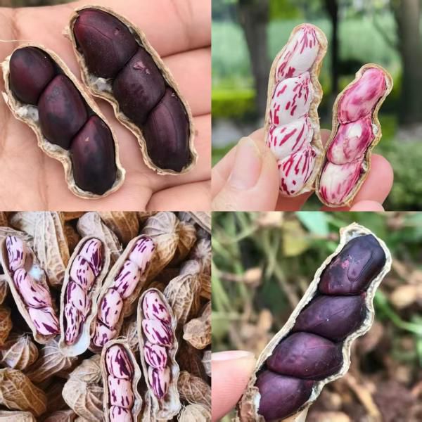 云南高原普洱七彩花生/黑花生｜新鲜上市，超级鲜甜！带着高原阳光彩色营养，富含丰富的花青素！山地种植，无农残，天然健康！