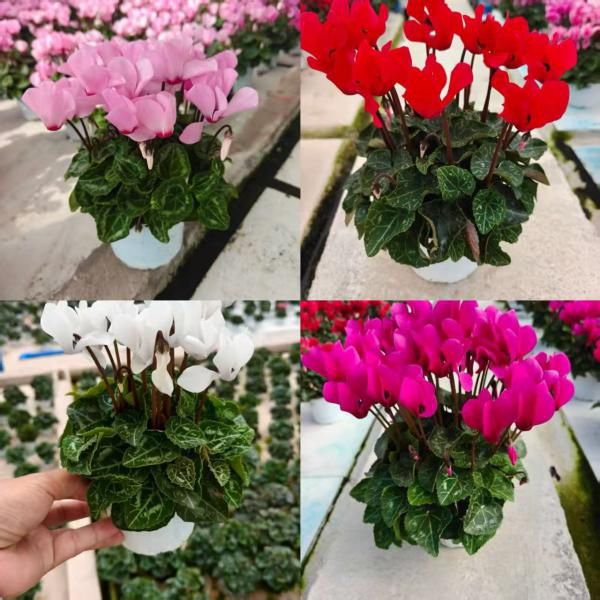 【仙客来盆栽】带花苞发货， 12cm盆栽成品苗，收到赏花！​ 花苞多花量大，且花期持久，一开大半年！​ 寓意超好：贵客临门、热情欢迎、贵人相助​ 