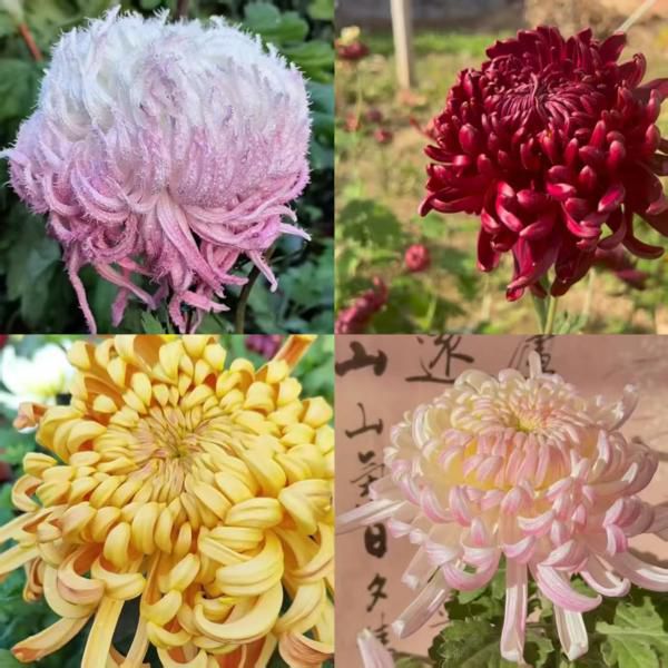 【15款传统大菊花盆栽】13cm盆径，2盆起拍，每个品种只有50个库存，抢到就赚到！​ ​ 贵妃出浴、鹅毛粉黛、国华金字塔、墨王等网红品种，开花硕大，清逸淡雅，沁人肺腑，个个惊艳绝伦！​ ​ 