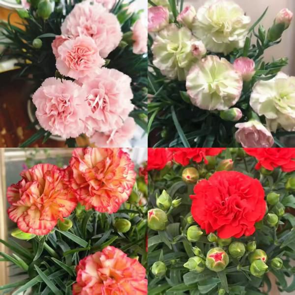 【?康乃馨盆栽】带花苞发货， 15cm盆栽成品苗，收到赏花！​ ​ ?花量大花苞多，花期持久，轻松开成大爆花​ ​ ?每个颜色都好值得拥有， 送人自留都超级棒